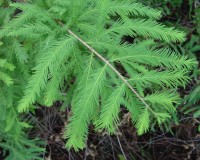 taxodium distichum foliage.jpg